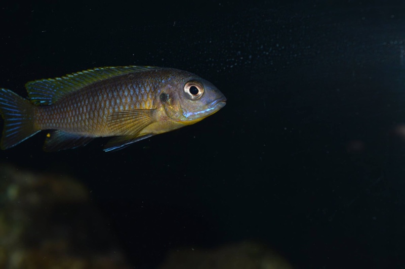 Tropheops sp. 'aurora' Mbamba Bay